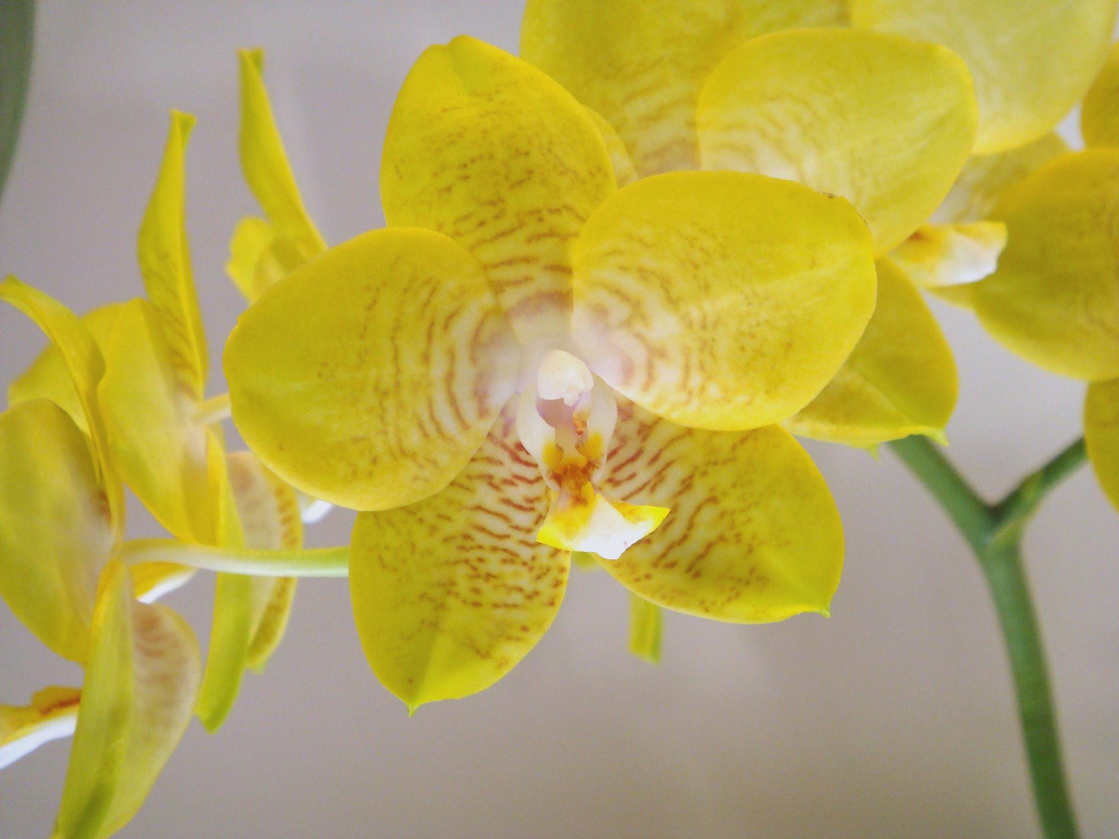 Phalaenopsis Dragon's Gold